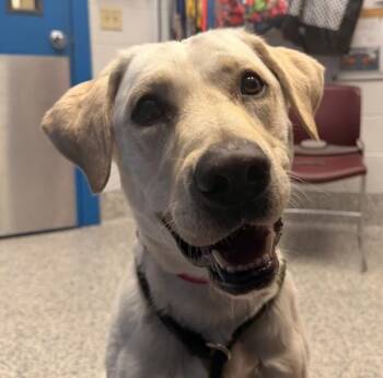 Hoku -  Labrador Retriever Dog for Adoption in Golden, Colorado - Hoku | PetCurious