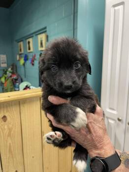 Great Pyrenees and Mixed Breed Dogs Available for Adoption - Mae | PetCurious