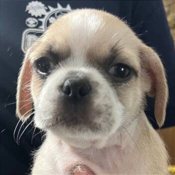 Rescue Pug and Chihuahua Dogs for Adoption in San Diego, California - Arco | PetCurious