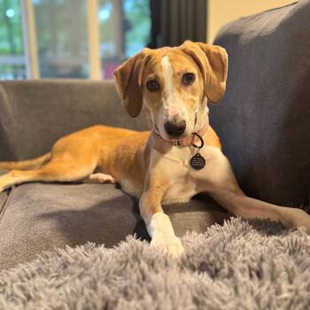 Teenage Kicks -  Hound and Mixed Breed Dog for Adoption in Fredericksburg, Virginia - Teenage Kicks | PetCurious