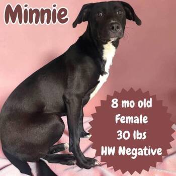 Minnie -  Labrador Retriever and Hound Dog for Adoption in Ringwood, New Jersey - Minnie | PetCurious