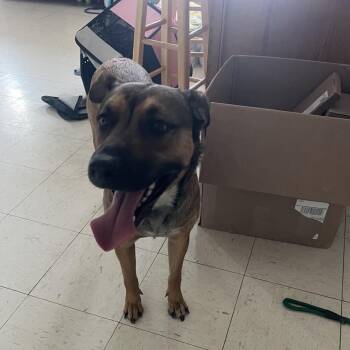 Curry -  Shepherd Dog for Adoption in Jacksonville, Arkansas - Curry | PetCurious