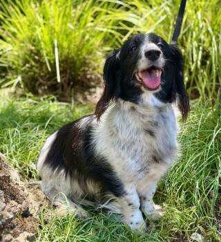 Dachshund Dogs Available for Adoption in Palo Alto, California - Prom Queen | PetCurious