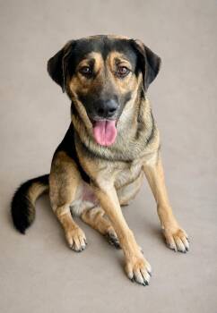 Jimbo -  German Shepherd Dog Dog for Adoption in Cottonwood, Arizona - Jimbo | PetCurious