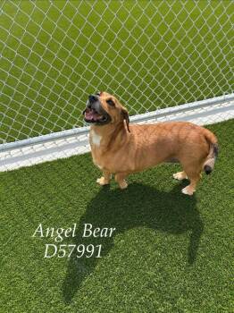Angel Bear -  Beagle and Boxer Dog for Adoption in Clarksville, Tennessee - Angel Bear | PetCurious