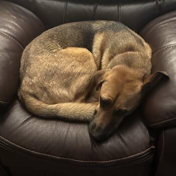 Obi -  Mixed Breed Dog for Adoption in Asheville, North Carolina - Obi | PetCurious