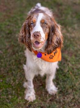 English Springer Spaniel Dogs Available for Adoption - Pebbles | PetCurious
