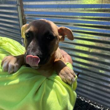 Scarlett -  Pit Bull Terrier Dog Available for Adoption in Port Angeles, Washington - Scarlett | PetCurious