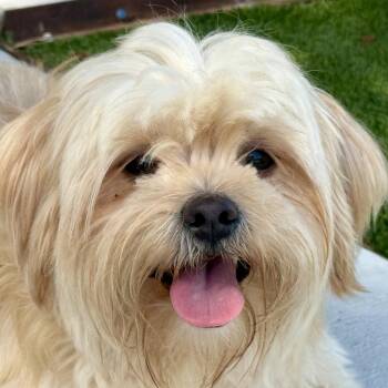Lucas -  Shih Tzu Dog for Adoption in Hondo, Texas - Lucas | PetCurious