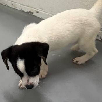 Wampus Cat -  Mixed Breed Dog for Adoption in Troy, Virginia - Wampus Cat | PetCurious
