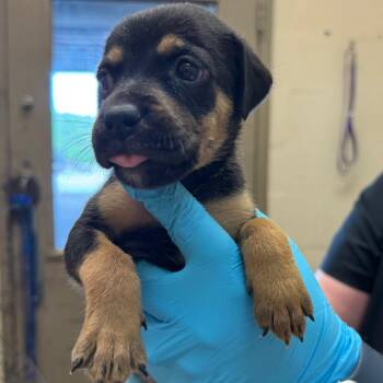 Mildred -  Shepherd and Retriever Dog for Adoption in Birmingham, Alabama - Mildred | PetCurious
