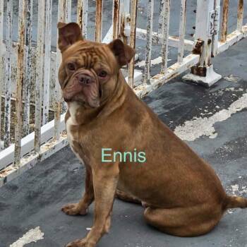 Ennis -  French Bulldog and Boston Terrier Dog for Adoption in Spring Hill, Kansas - Ennis | PetCurious