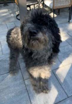 Rescue Labradoodle Dogs for Adoption in Wekiwa Springs, Florida - Mariposa (Mari) | PetCurious