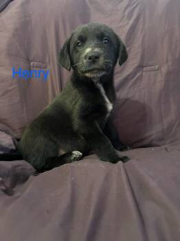Labrador Retriever Dogs Available for Adoption - Henry | PetCurious
