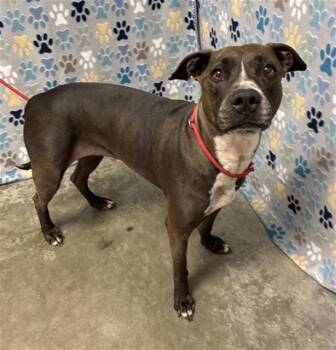 Staffordshire Bull Terrier and Mixed Breed Dogs Available for Adoption in Rosenberg, Texas - JUNIPER | PetCurious