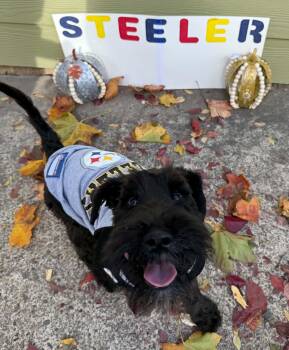 Steeler -  Miniature Schnauzer Dog for Adoption in Newberg, Oregon - Steeler | PetCurious