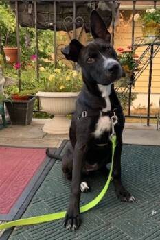 Rescue Shepherd and Mixed Breed Dogs for Adoption in Morristown, New Jersey - Bingo | PetCurious