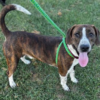 Rescue Hound Dogs for Adoption in Dayton, Ohio - Mater | PetCurious