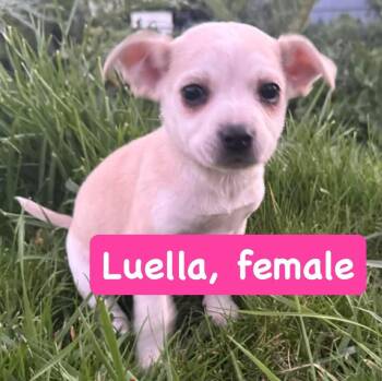 Chihuahua Dogs Available for Adoption - Luella | PetCurious