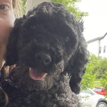 Miniature Poodle Dogs Available for Adoption in Cincinnati, Ohio - Stevie | PetCurious