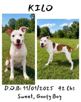 Kilo -  American Bulldog and American Staffordshire Terrier Dog for Adoption in Albany, Georgia - Kilo | PetCurious