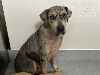 A387642 -  Catahoula Leopard Dog Dog for Adoption in Ocala, Florida - A387642 | PetCurious
