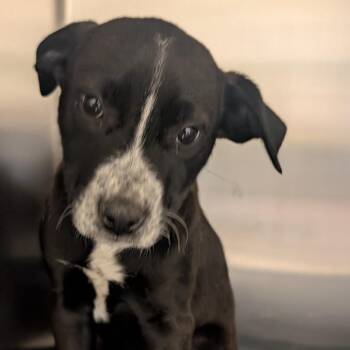 Golden Retriever and Border Collie Dogs Available for Adoption - Artemis | PetCurious