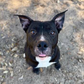 Salem -  Mixed Breed Dog for Adoption in Milton, Florida - Salem | PetCurious
