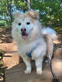 Skyler -  Alaskan Malamute and Corgi Dog for Adoption in Danvers, Massachusetts - Skyler | PetCurious