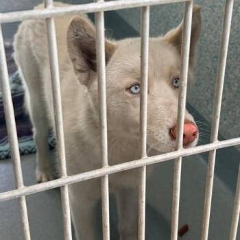 Alyeska -  Husky Dog for Adoption in Long Beach, California - Alyeska | PetCurious