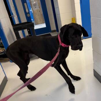 Great Dane Dogs Available for Adoption in Huntsville, Alabama - Layla | PetCurious