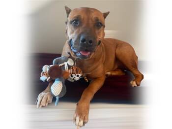 Rescue Cane Corso and Mixed Breed Dogs for Adoption in Crossville, Tennessee - RUBY | PetCurious