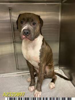 STEEL -  Mixed Breed Dog for Adoption in West Palm Beach, Florida - STEEL | PetCurious