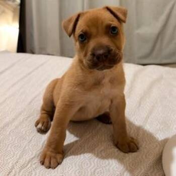 Leonardo -  Shar Pei and American Staffordshire Terrier Dog for Adoption in Lodi, California - Leonardo | PetCurious