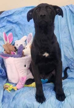 Labrador Retriever and Mixed Breed Dogs Available for Adoption in Elmira, New York - Sebastian | PetCurious