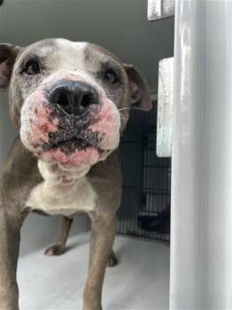 ZEUS -  Pit Bull Terrier Dog for Adoption in Houston, Texas - ZEUS | PetCurious
