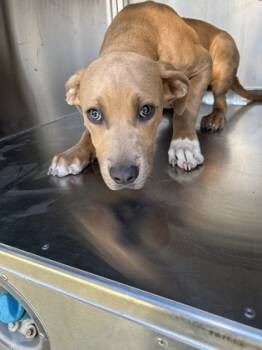 Rescue American Staffordshire Terrier and Mixed Breed Dogs for Adoption in Fort Worth, Texas - 59795529 | PetCurious