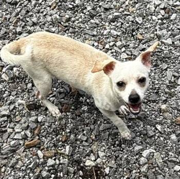 Chihuahua and Mixed Breed Dogs Available for Adoption in Wilkesboro, North Carolina - Kasper | PetCurious