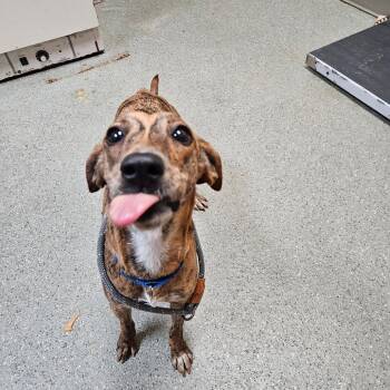 Mixed Breed Dogs Available for Adoption in Wilmington, Delaware - Ginger | PetCurious