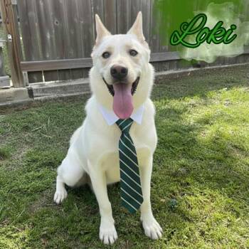 Rescue German Shepherd Dog and Husky Dogs for Adoption in Lucas, Texas - LOKI GS | PetCurious