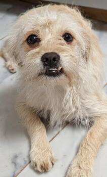 Rescue Norwich Terrier and Shih Tzu Dogs for Adoption in Saint David, Arizona - Audrey | PetCurious