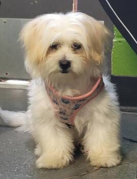 Maltese Dogs Available for Adoption in Lawrenceville, Georgia - Pen 239 Mambo | PetCurious