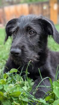 Rescue Labradoodle Dogs for Adoption in Evergreen, Colorado - Shiitake | PetCurious