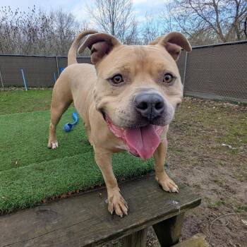 Mayor McCheese -  Mixed Breed Dog for Adoption in Walker, Michigan - Mayor McCheese | PetCurious
