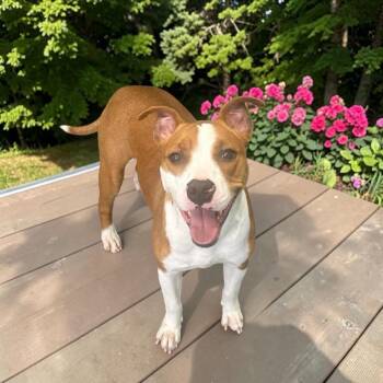 Mixed Breed Dogs Available for Adoption - Penny | PetCurious