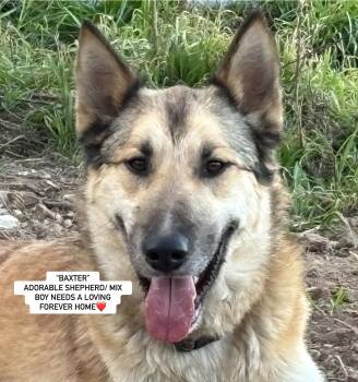Rescue German Shepherd Dog Dogs for Adoption in Rockdale, Texas - BAXTER | PetCurious
