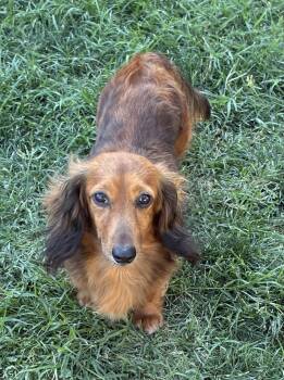 Aria -  Dachshund Dog for Adoption in Hesperia, California - Aria | PetCurious