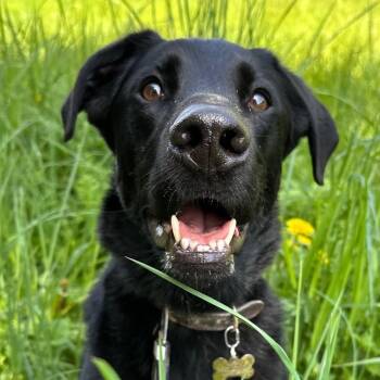 Rescue Black Labrador Retriever Dogs for Adoption in Bellingham, Washington - Waylon | PetCurious