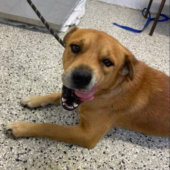 Moomin -  Chow Chow and Australian Shepherd Dog for Adoption in Hattiesburg, Mississippi - Moomin | PetCurious