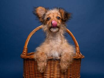 Poodle and Yorkshire Terrier Dogs Available for Adoption - Wishbone | PetCurious